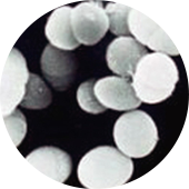 エンテロコッカス・フェカリス・FK23(乳酸球菌)の電子顕微鏡写真